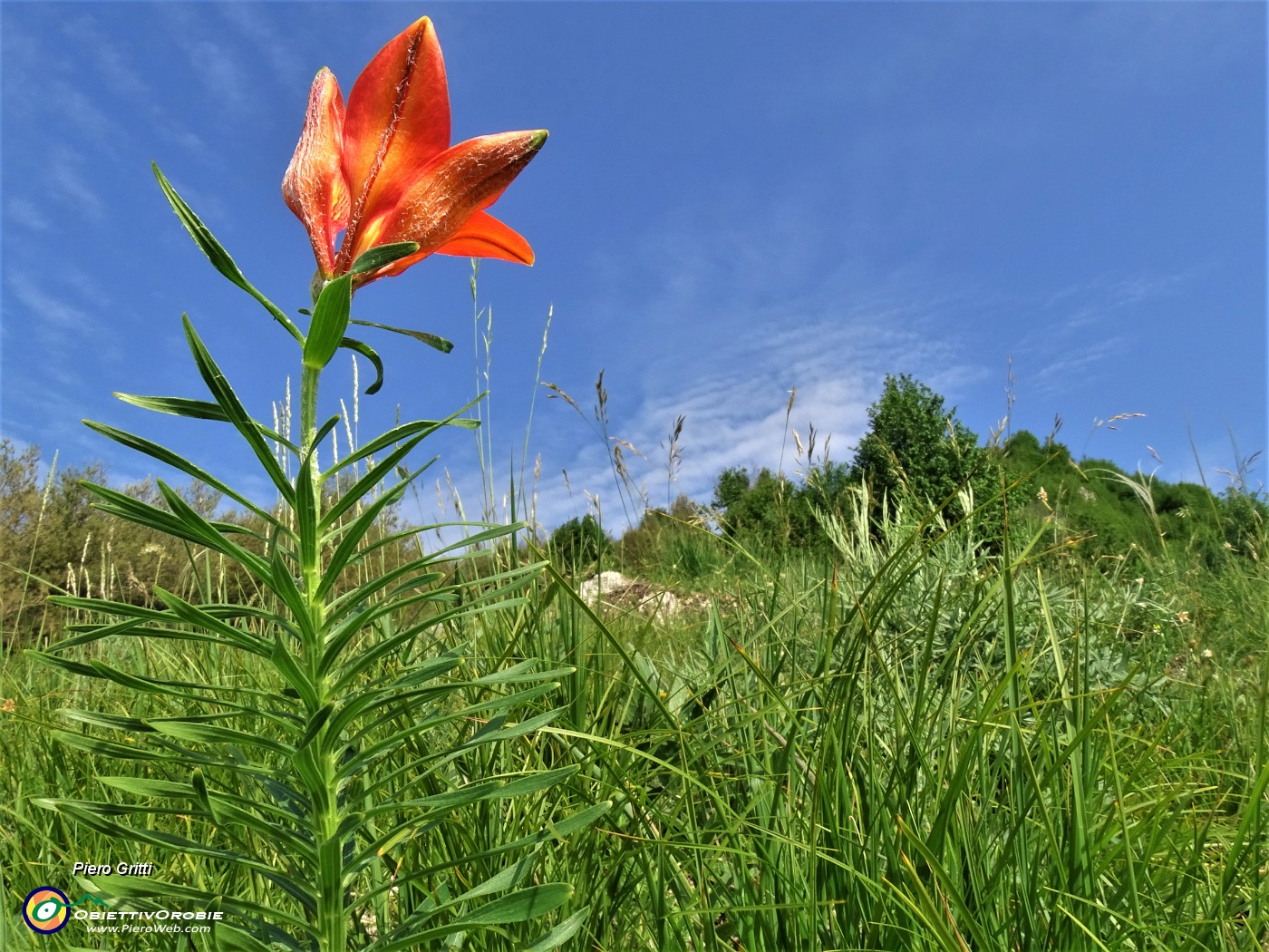 21  Splendido esemplare di Lilium bulbiferum (Giglio rosso- di S. Antonio).JPG